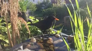 There's A Bird...