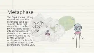 Top 3 Mitosis Animation Videos 2019