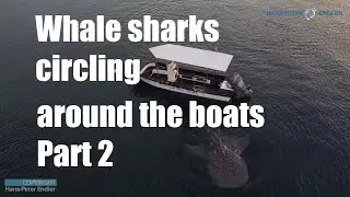 Diving Philippines 29 - #whaleshark close the beach Pintuyan Dive Resort Part4 - Hans-Peter Endler