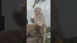 Monkey eat ice cream 🍦 #babymonkey #baby #child #monkeys #eating #feedshorts #youtubeshorts #shorts