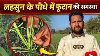 लहसुन में तना फटने के कारण |लहसुन में फूटान की समस्या #prematuresprouting #कलियाँ उगना #पत्ते निकलना