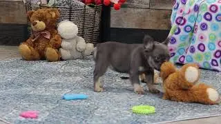 6761 Quara Fluffy Frenchie Puppy The Puppy Lodge
