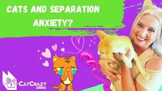 Does Your Cat Have Separation Anxiety When You Are Gone for the Day?