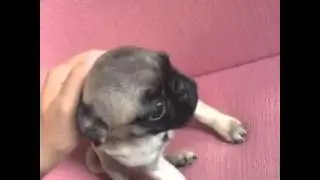 PUGS NOT DRUGS