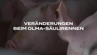 Veränderungen beim Säuli-Rennen