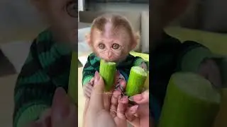 Baby monkey #monkey#pet#rescue#rescueanimals#animals#shortvideo#shorts