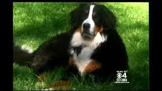 Dog Shot And Killed In Auburn, NH