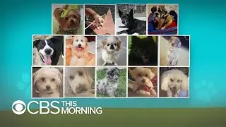 Dog deaths under care of Rover, Wag sitters raise questions about screening policies
