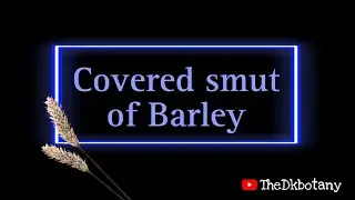 Covered smut of Barley disease (fungal disease)
