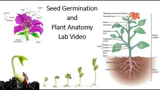 Seed Germination and Plant Anatomy