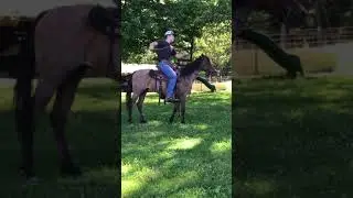 Popping a bull whip on dinky