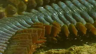 Polychaeta Nereis Virens Arctic Close-up