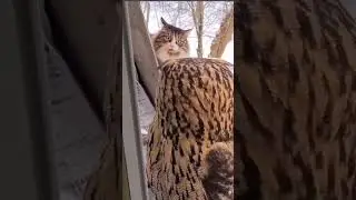 animal reaction‼️#owl vs #cat #pet #funny #shorts