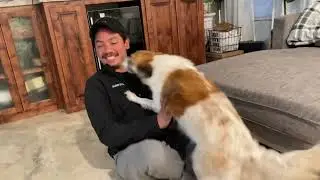 Dogs greetings ( Pinay Life -USA )