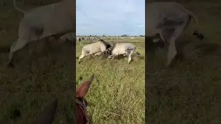 🔥 Bull Fighting 💪 ox fighting  #shorts #oxen #bull #trending #viral #youtubeshorts