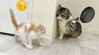 Lustiges Katzenvideo mit frechen Katzen
