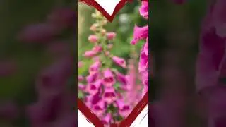 FLOWERS of the World GARDEN   Dedalera Digitalis purpurea flower 2023 #flower #flowers  #plants