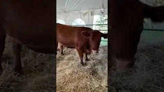 Fun farm animals Fergus Fall fair