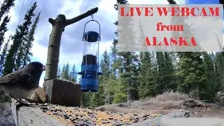 LIVE! ALASKA WINTER WONDERLAND! Live Stream Jun 10, 2025