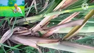 Top borer, Choti bhedak, phoka boing,etc