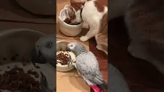 猫と一緒にゴハンしたいヨウムの妖タソ🐈🦜
