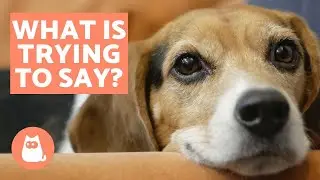 10 cose che il tuo cane sta cercando di dirti