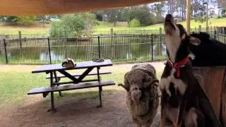 Dusty the Kelpie Sings a Song