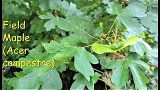 Trees: Field Maple (Acer campestre)