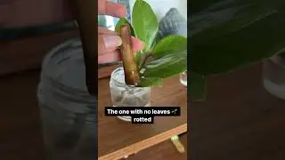 🥳ZZ propagation update. #zzplant #propagation #shortsvideo