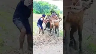 the process of transporting agricultural products using horse power #farming #shorts