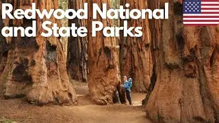 Exploring the Majestic Redwood National and State Parks