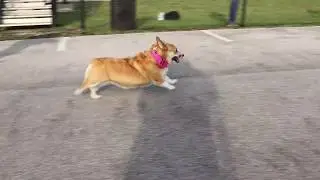 Corgi Races 2017 - Purdue University - Theta Tau Fraternity