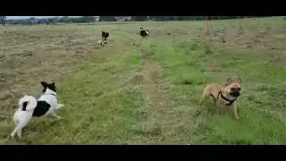 French Bulldogs funny moments Compilation FIVE | Frenchie Africa | Bakari and Jamani