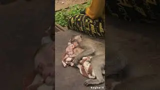 27-06-24 abandoned lovely baby monkey in wild #monkey #babylovermonkey #babyanimal #babymonkey