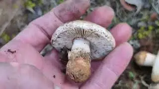 Amanita curtipes. Identificaci&oacute;n del gurumelo mejor.
