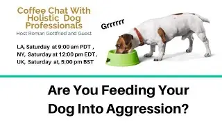 Are You Feeding Your Dog Into Aggression?