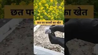 How to grow mustard plant at home