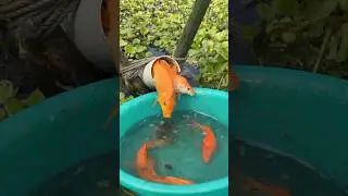 Amazing village fishing #fishing #fishspecies #fish
