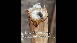 Stahlblaue Mauerbiene, Feuerwanze, markhaltiger St&auml;ngel _ Aug 2025