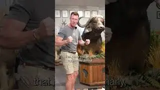 Cape Buffalo Pedestal Mount | SIT Species | Splitting Image Taxidermy