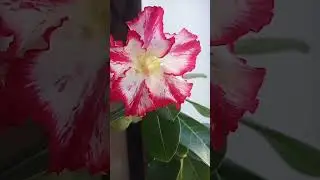 Добрый день!Адениум(Роза пустыни #nature #flowers #beauty #rose #ароматы