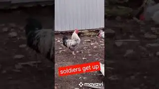 Respect 9 #shortspets