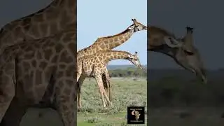 Giraffe boxing match #africansafari #wildlife #animals #virtualsafari
