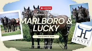 Grey Percheron Draft Horse team available Now Call 606-303-5669