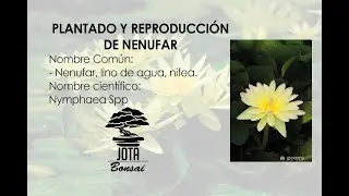 NENUFAR, divisi&oacute;n de risomas