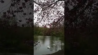 UK #shorts #nature #music #zoo #uk #drone #jazz #