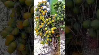 best fruit plant nursery in west bengal | new Dev nursery