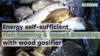 Energy self-sufficient fish farming & insect breeding uses wood gasifier #fishfarming #aquaculture