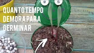 Como plantar sementes de lágrimas de nossa senhora (coix lacryma) dica fácil