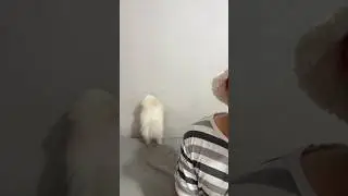 Cute dog dancing rock your body🤣😘 #tiktok #cutedog #dancing #petlover